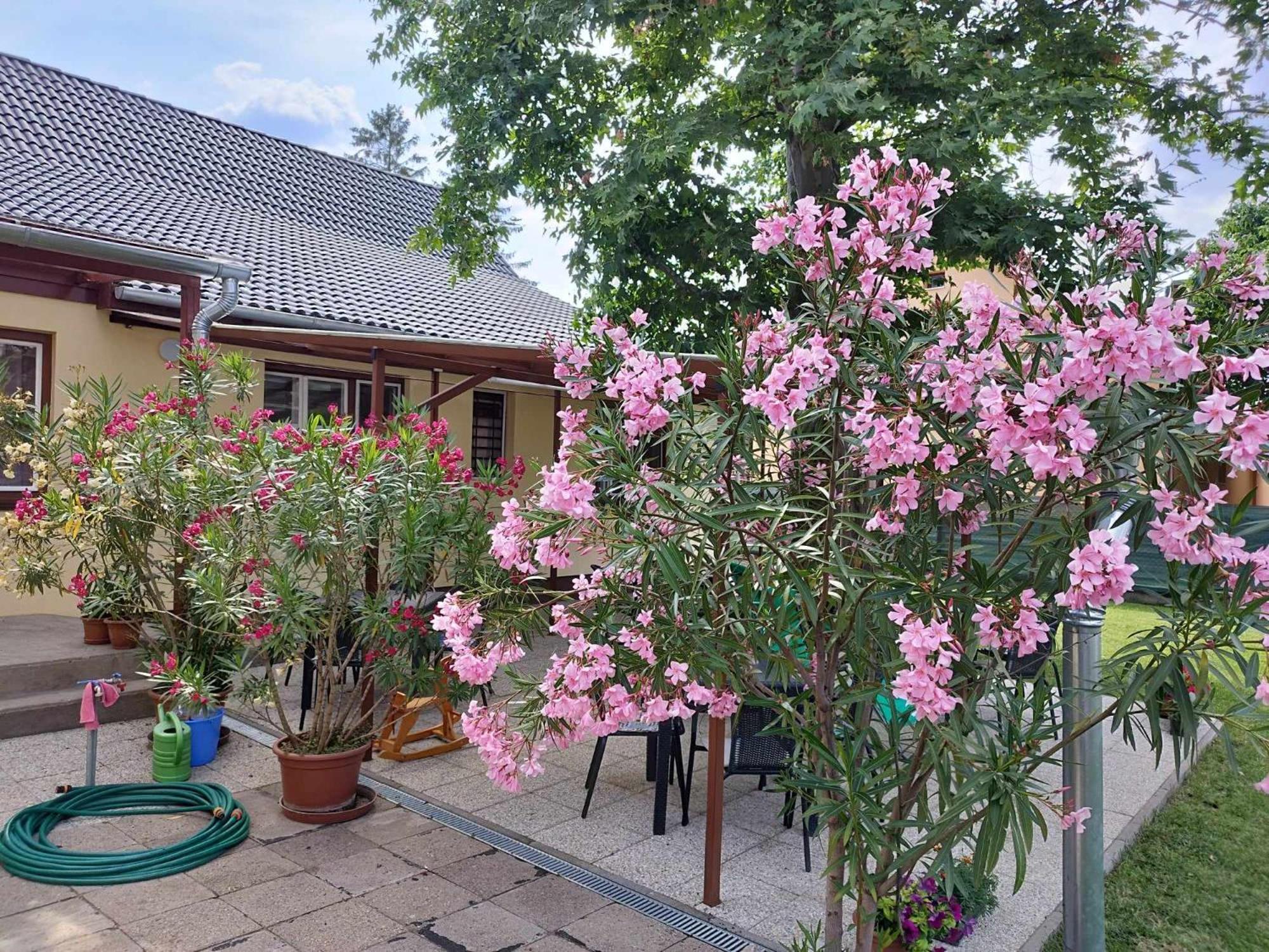 Tazlar Tartos Szegfu Vendeghaz, Maganszallas المظهر الخارجي الصورة