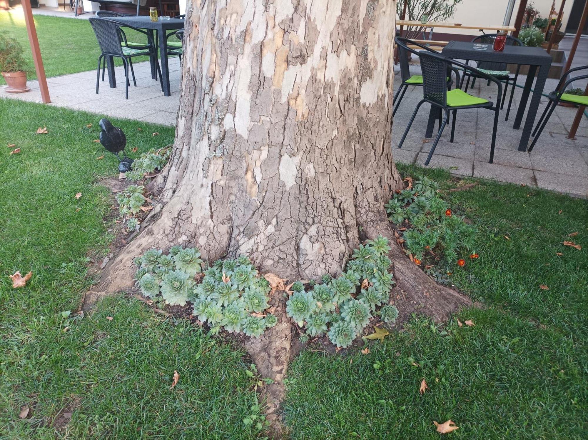 Tazlar Tartos Szegfu Vendeghaz, Maganszallas المظهر الخارجي الصورة